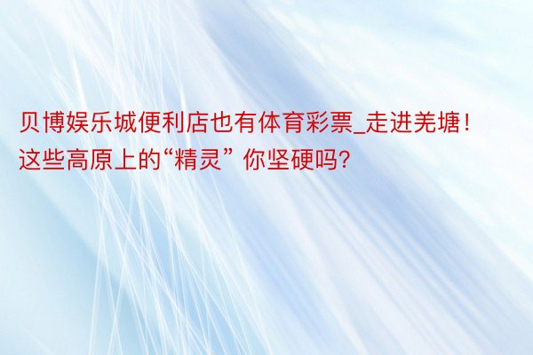 贝博娱乐城便利店也有体育彩票_走进羌塘！这些高原上的“精灵” 你坚硬吗？